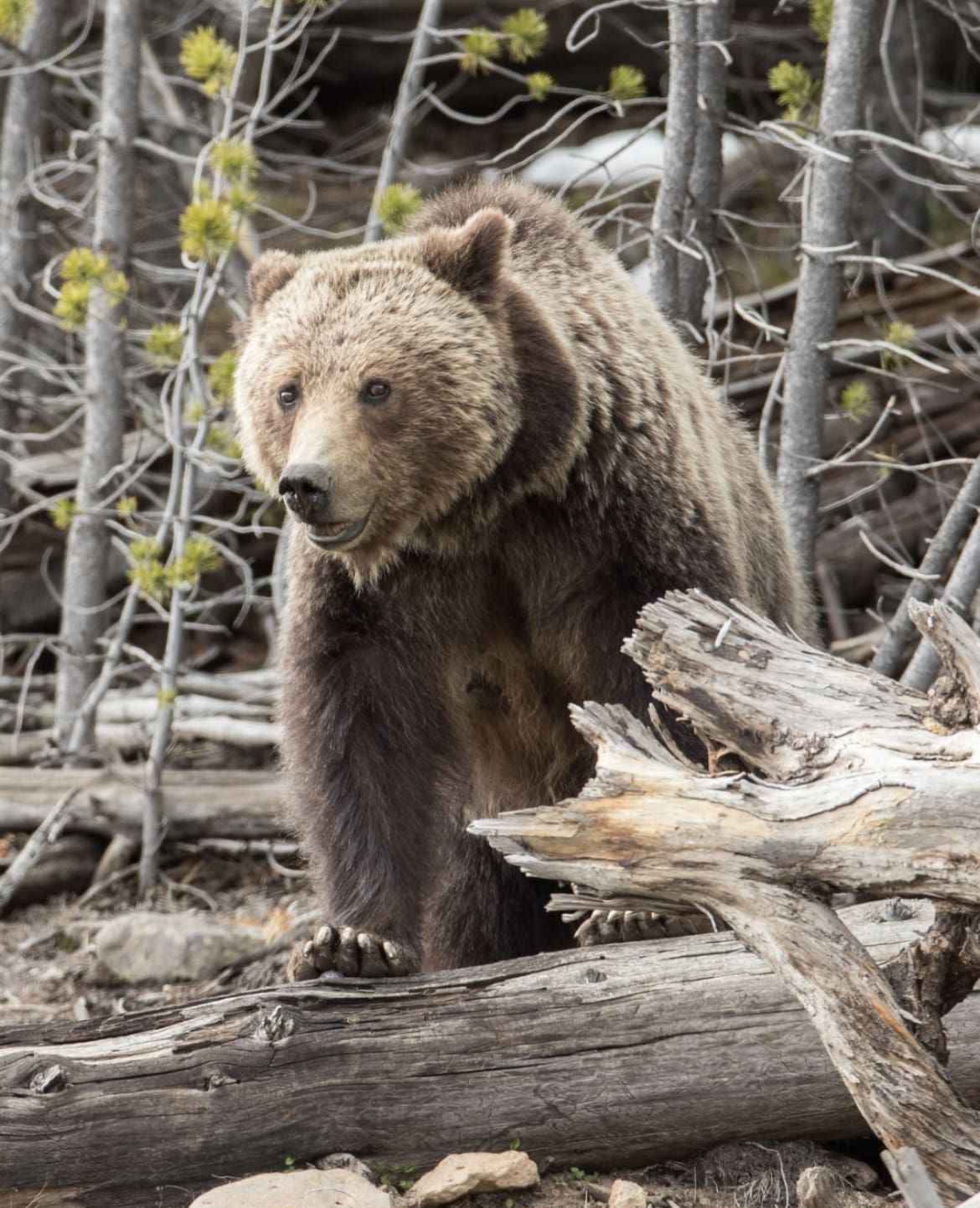 Grizzly Bear, Yellowstone