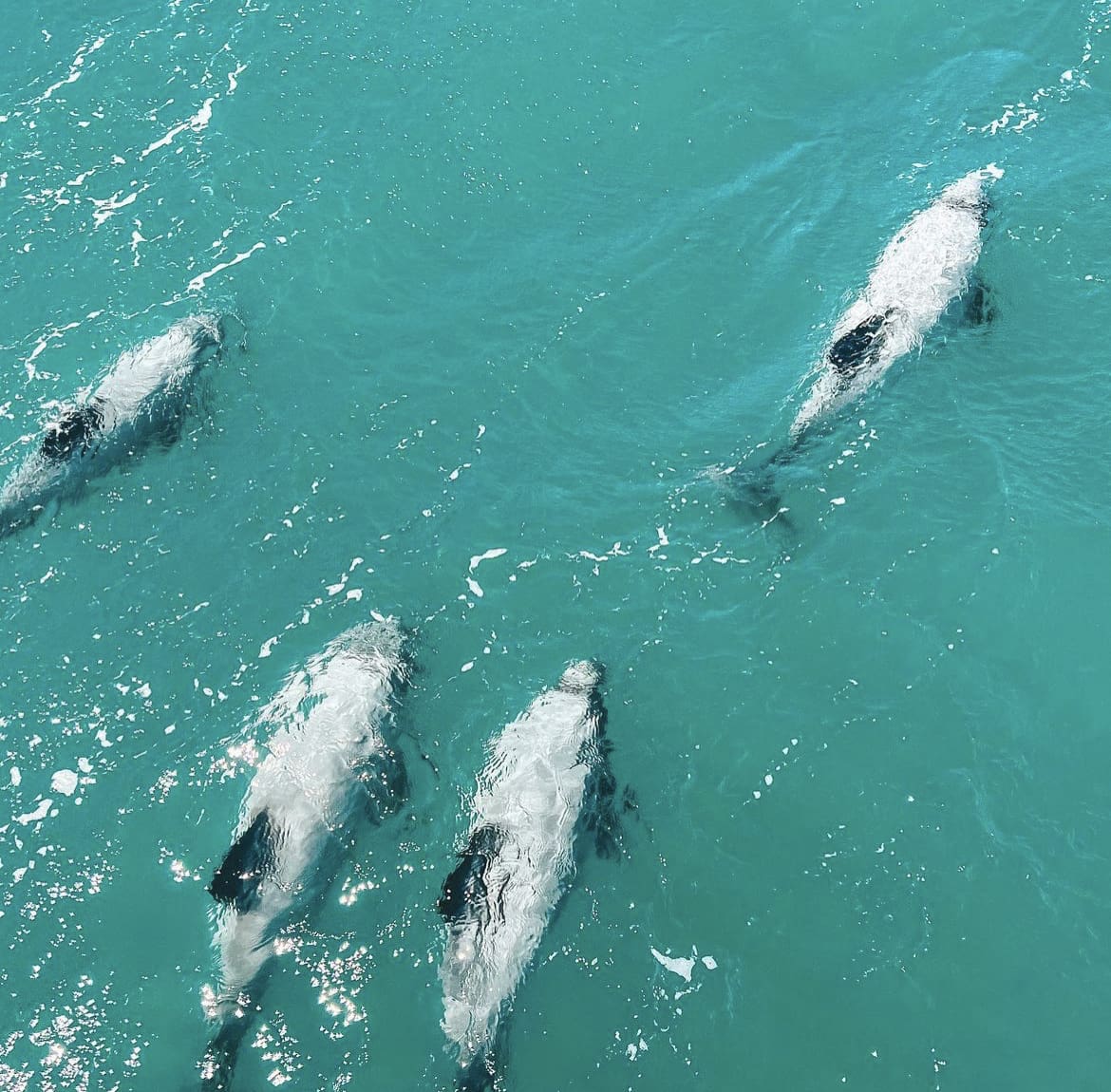 Akaroa Harbour Dolphins, New Zealand