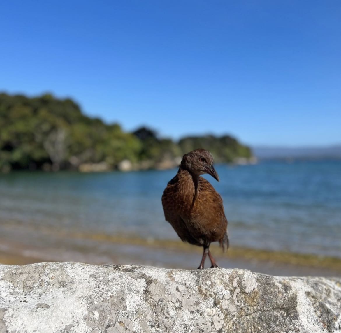 Stewart Island