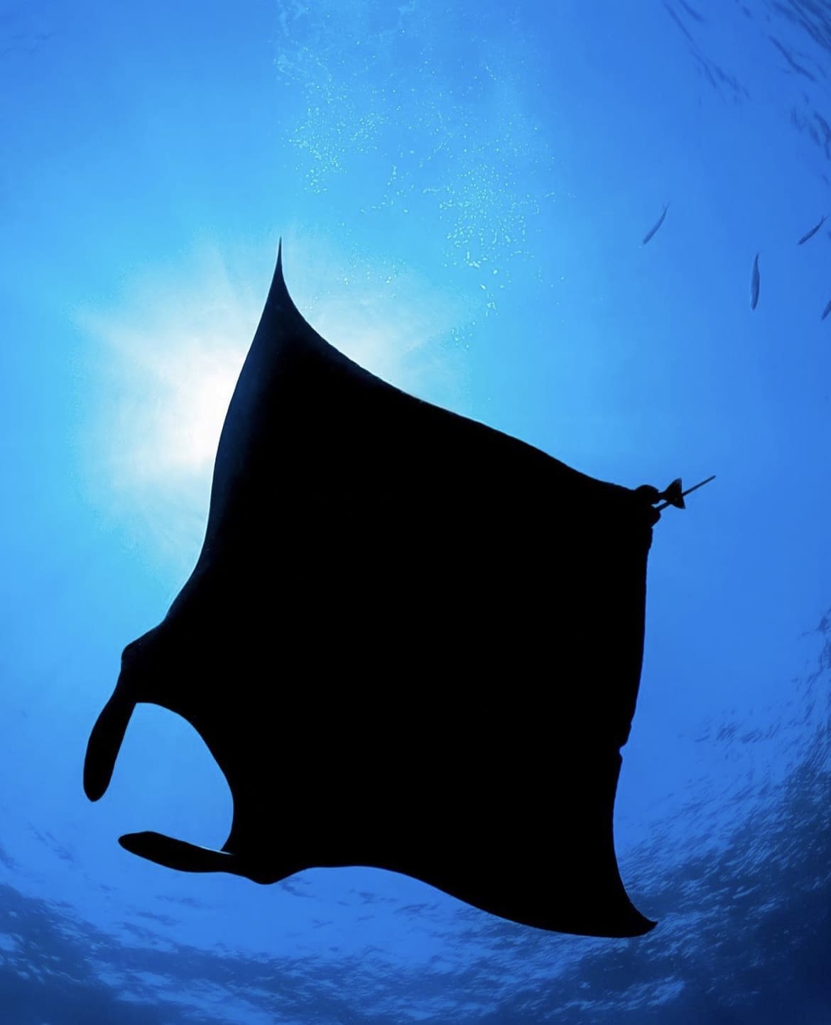 Manta Ray Dive