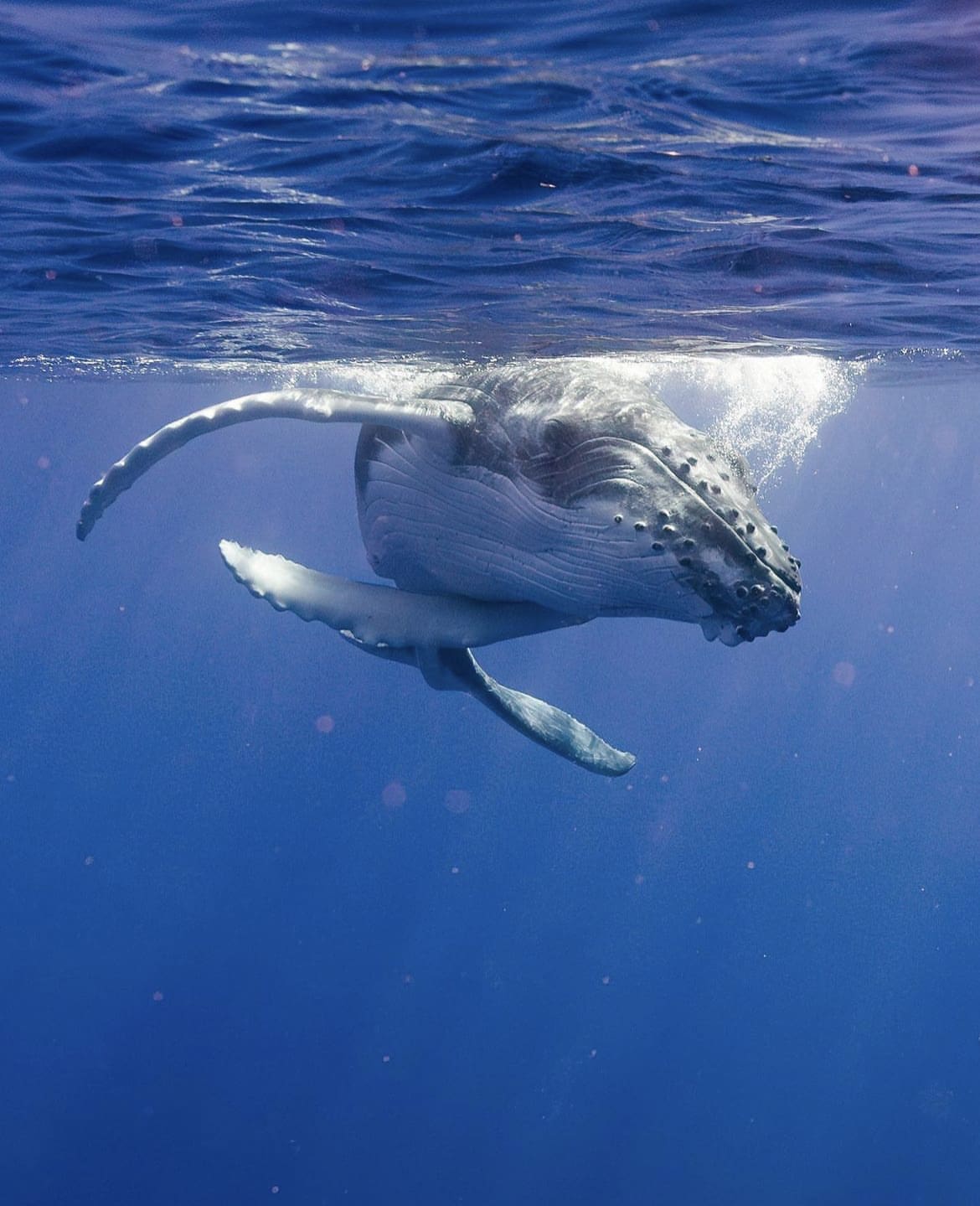 Swimming with whales, Aitutaki