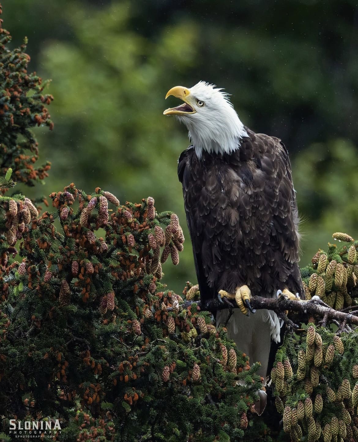 Kenai Fjords National Parkc- The 15 Best Places To Visit In Alaska