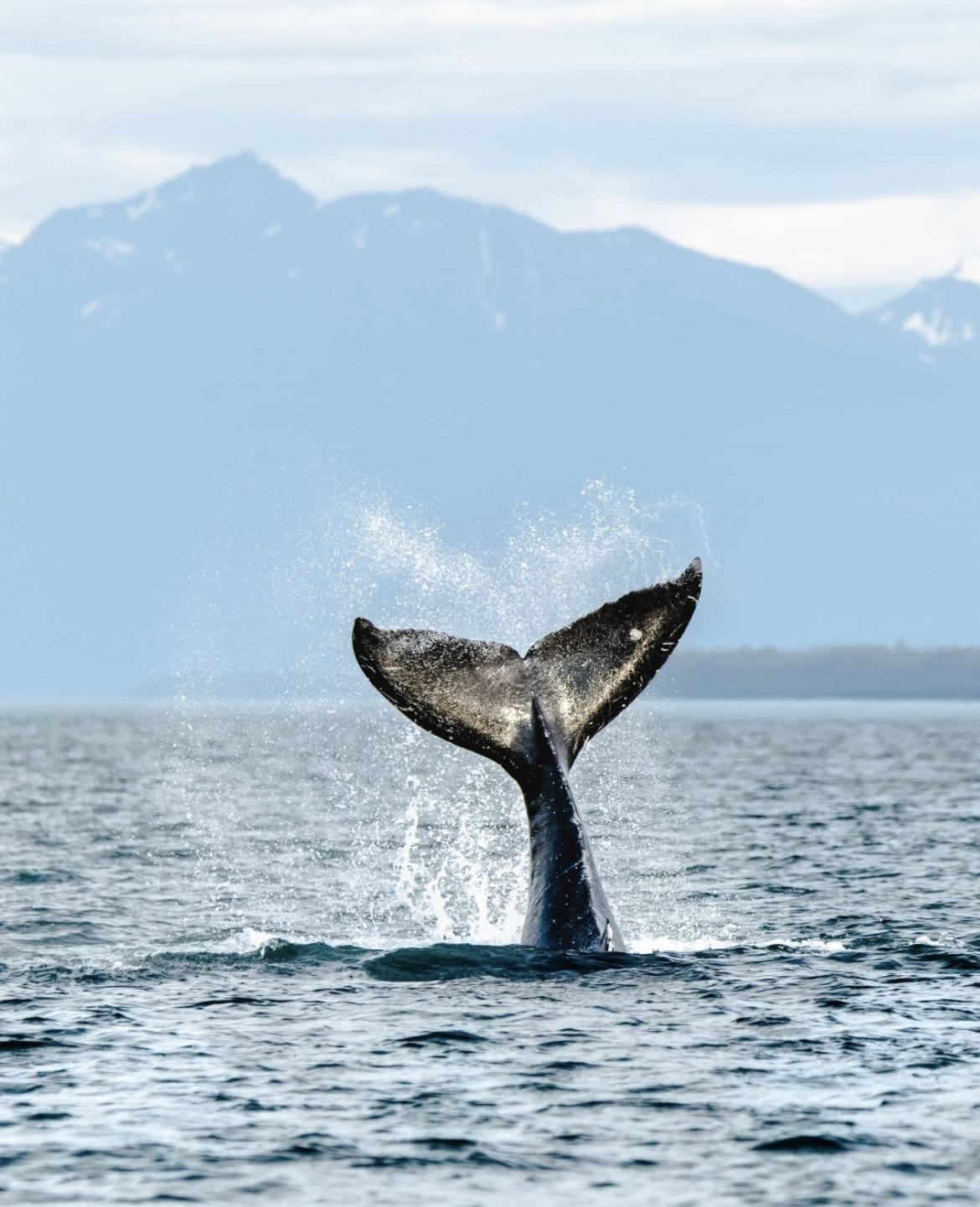 Whale Watching in Juneau