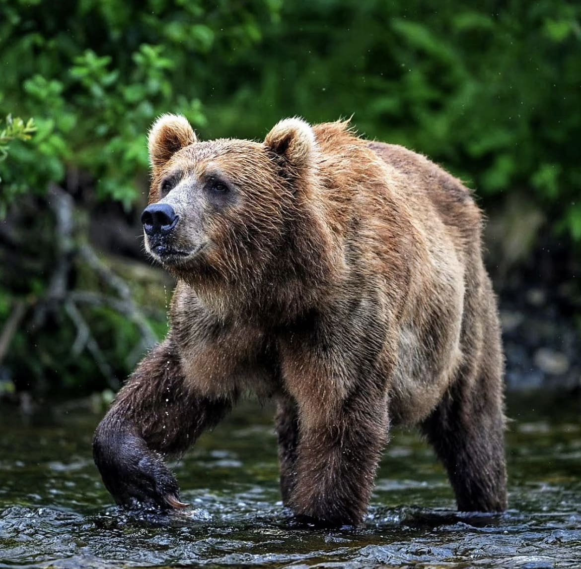 Grizzly Bear on Kodiak Island