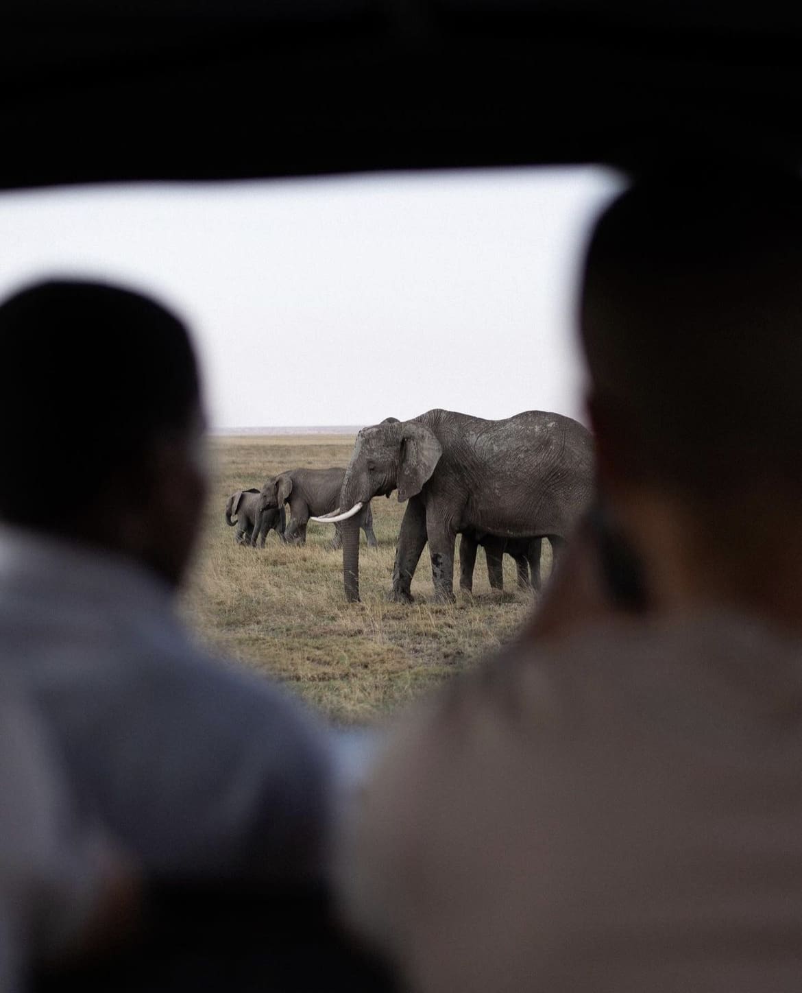 Elephants in Serengeti