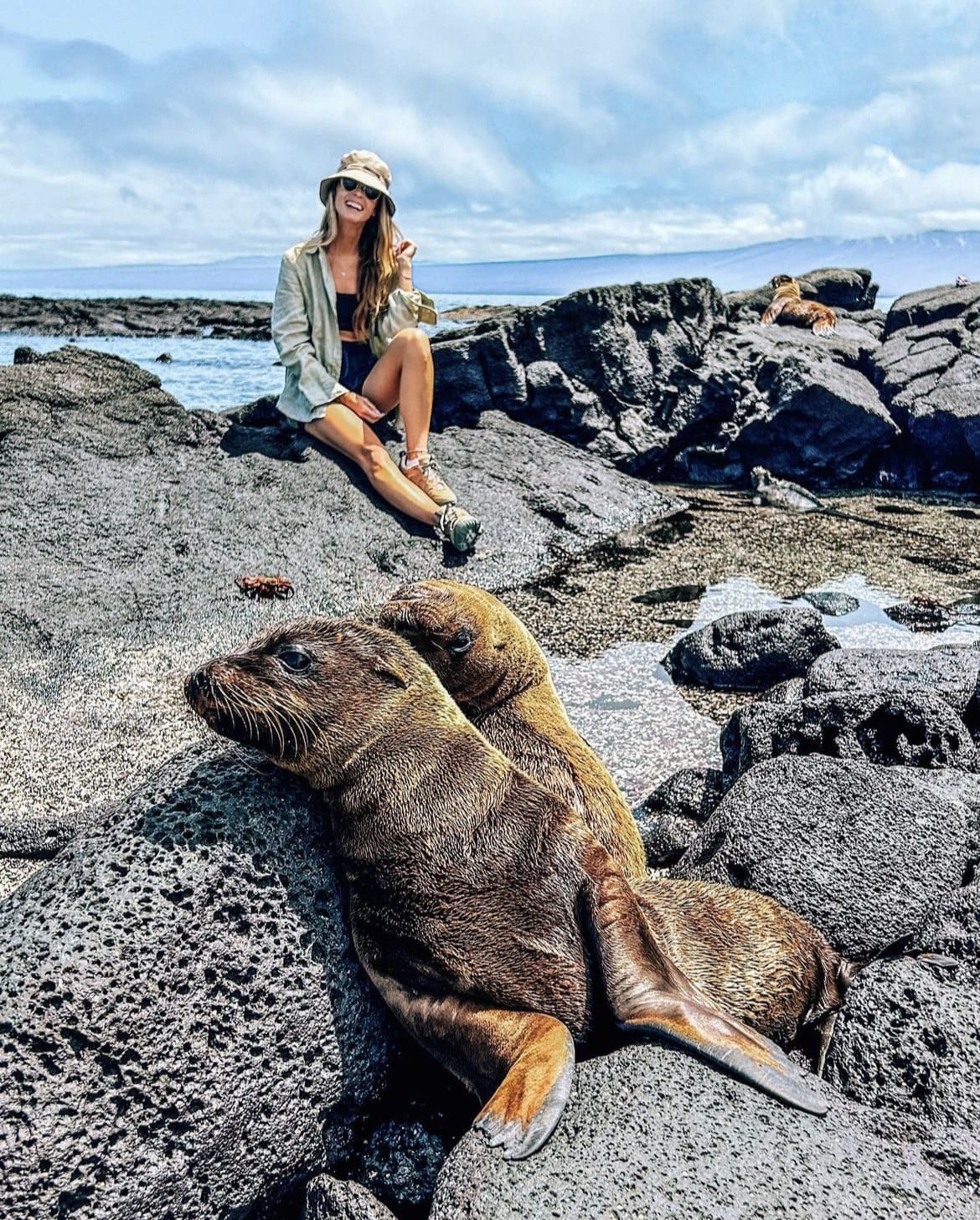 Seals, Galapagos Islands