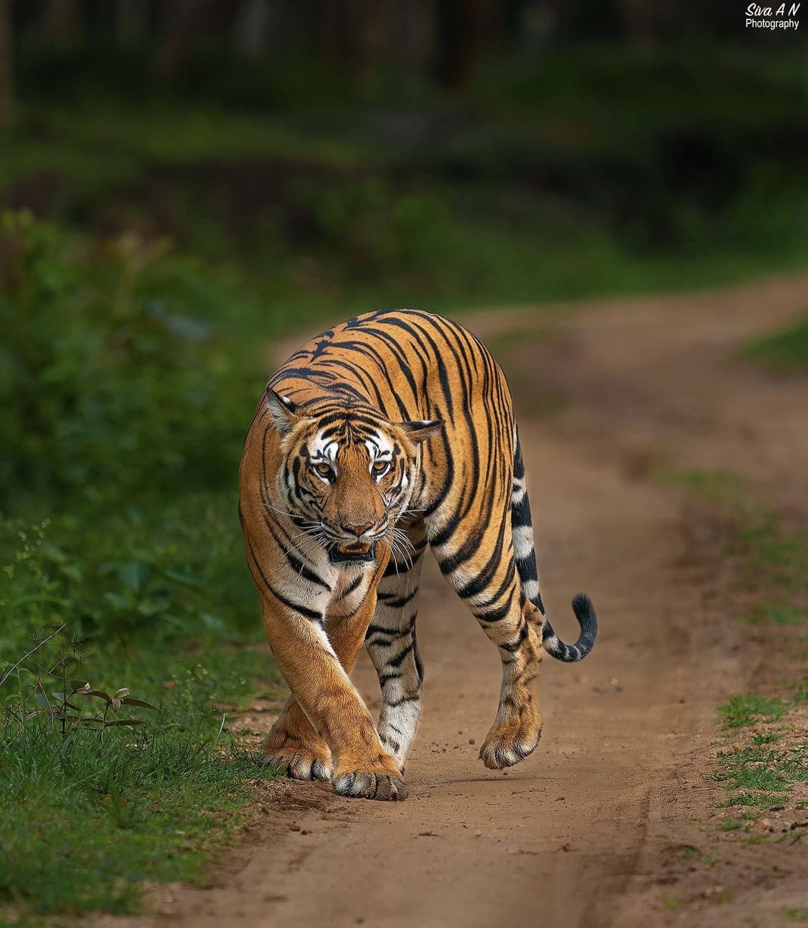 Nagarhole National Park, India