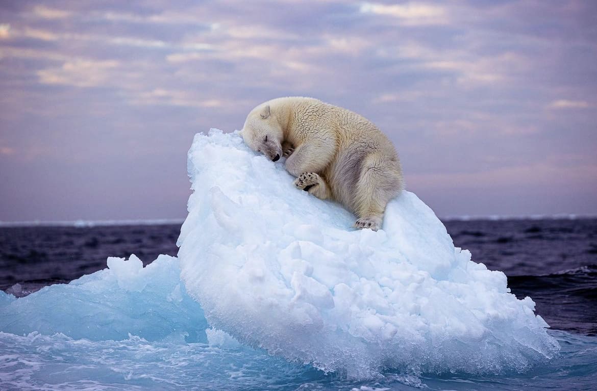 Sleeping Polar Bear, Svalbard