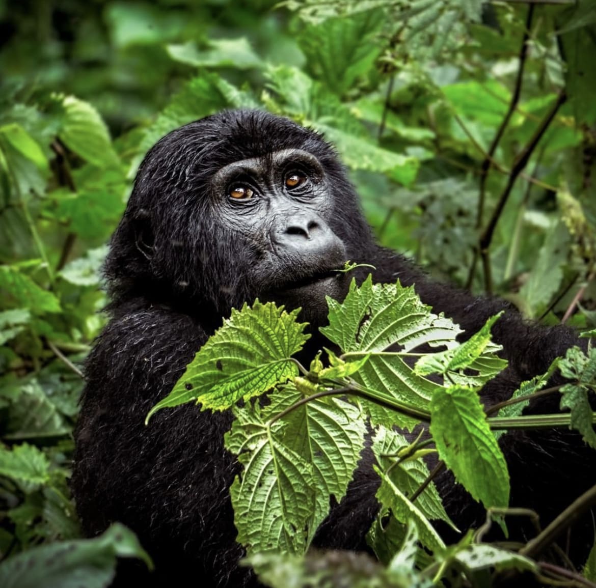 Young Gorilla in Bwindi Impenetrable National Park