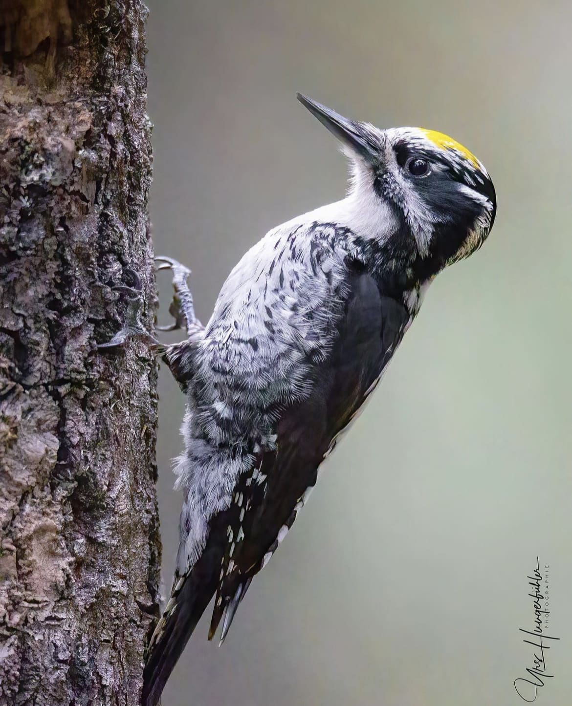 Three-toed woodpecker