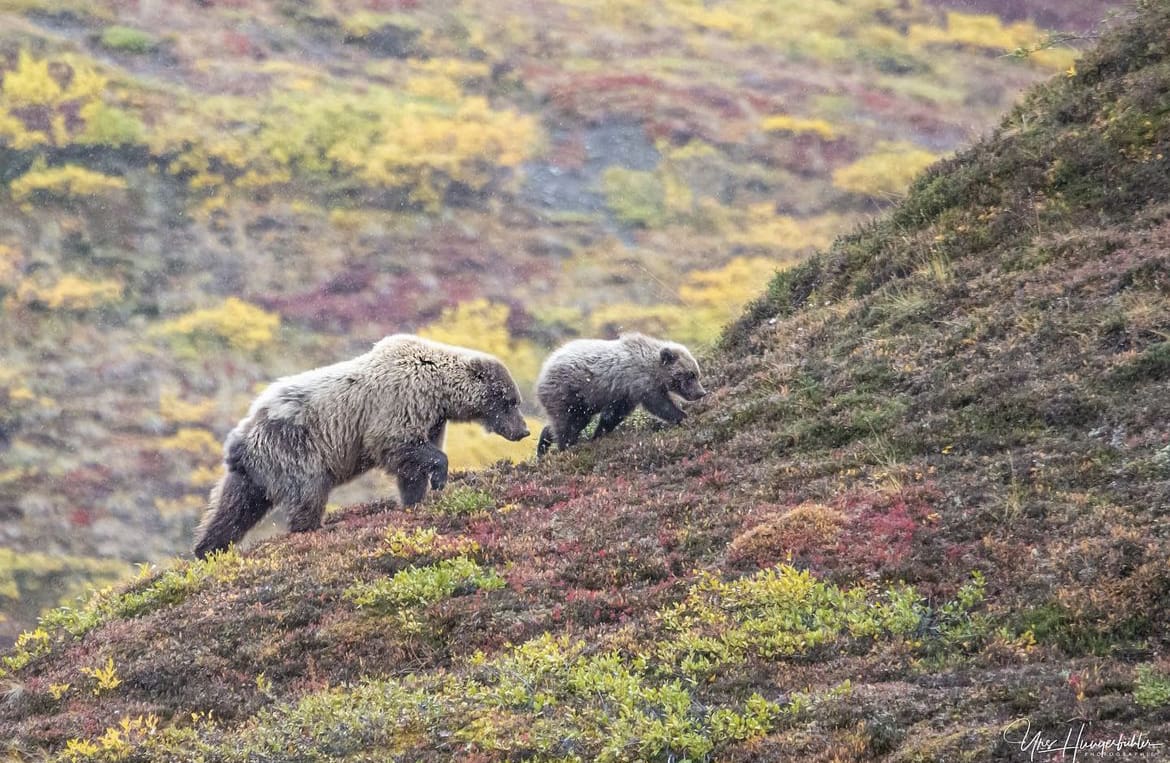 Grizzly bear mother and cub in Denali