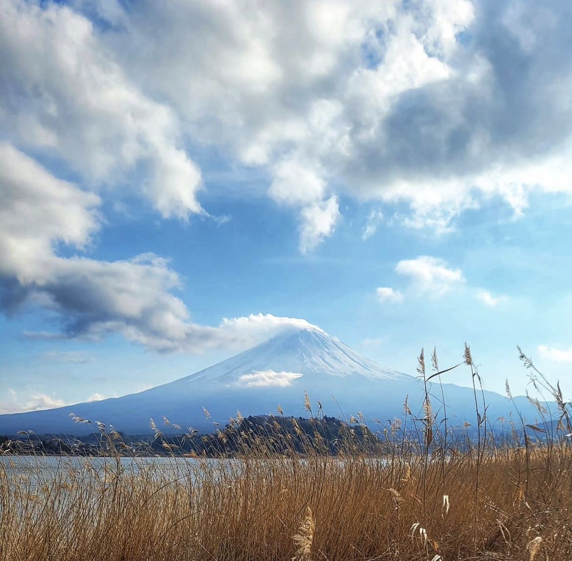 Catching the Fuji Fever