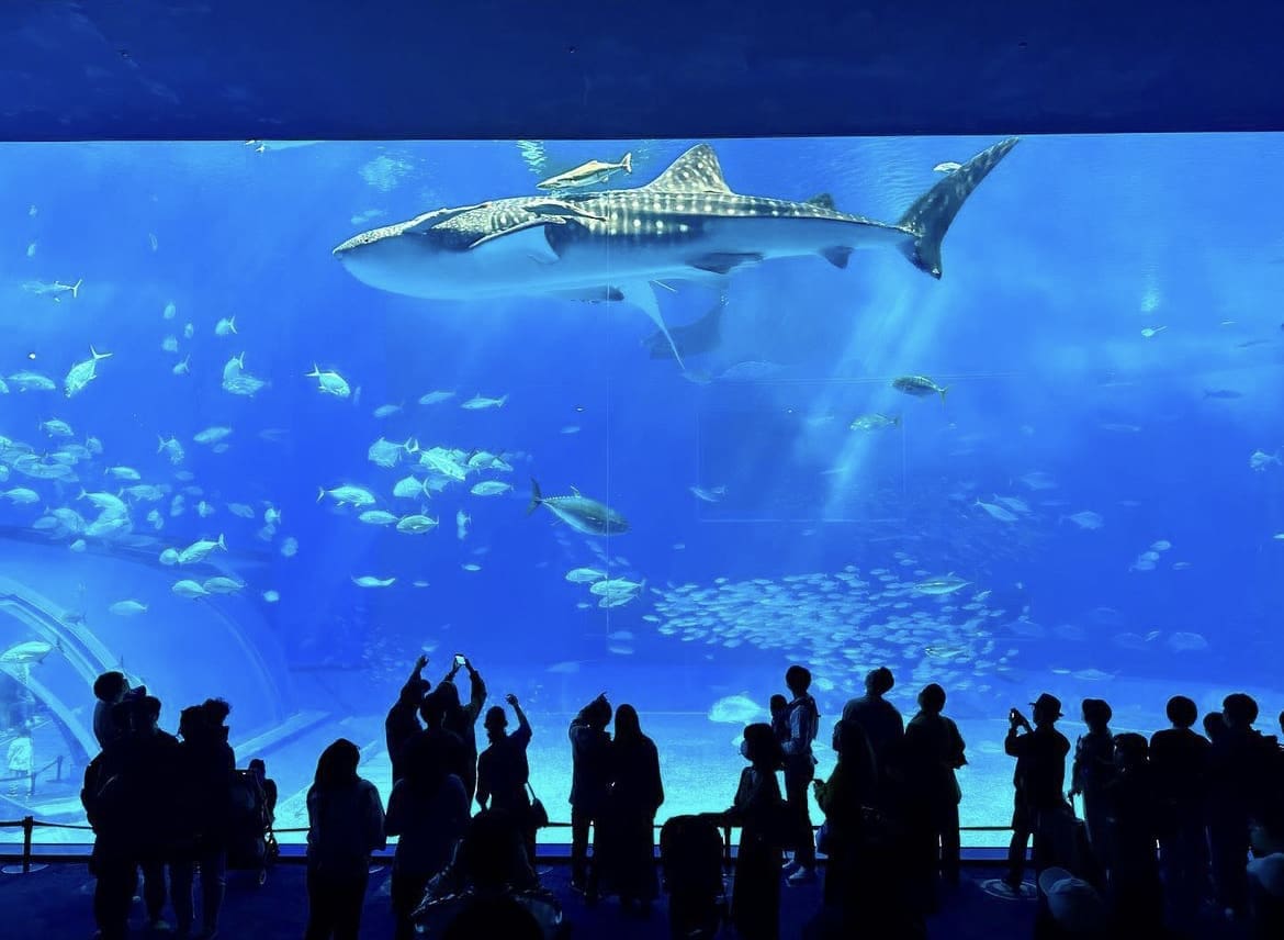 Okinawa Churaumi Aquarium