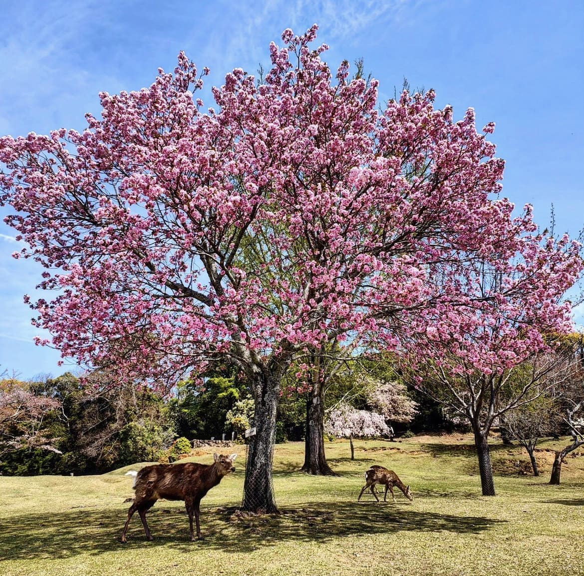 Nara Park - 15 Great Places to Visit in Japan