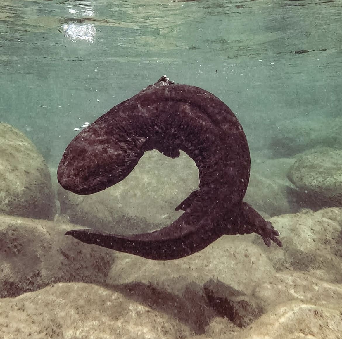 Japanese Giant Salamander