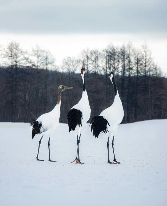 20 of the Most Awesome Animals In Japan | Wildest