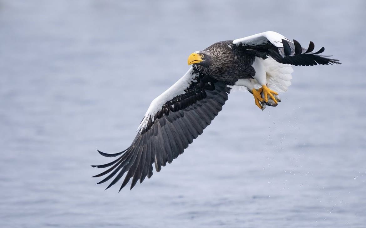 Steller’s Sea Eagle