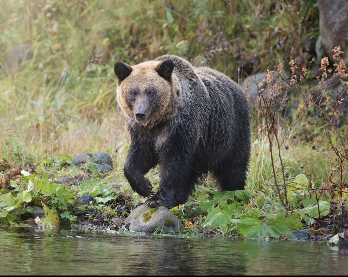 Hokkaido Brown Bear