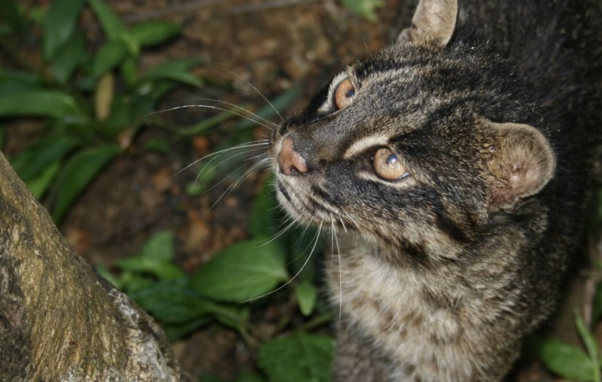 Iriomote Cat