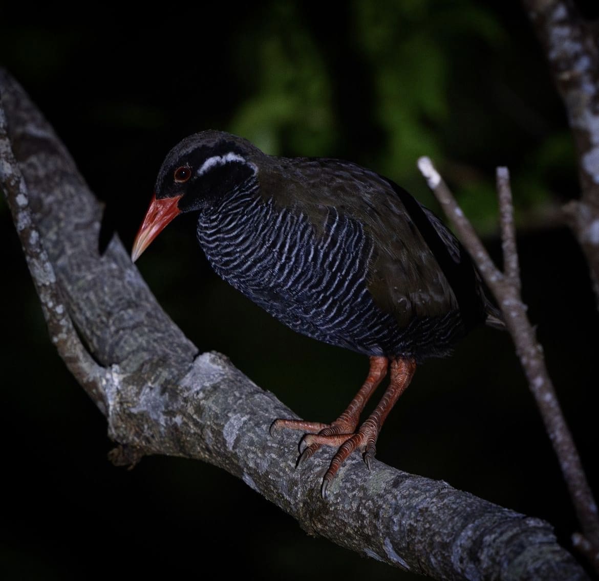 Okinawa Rail