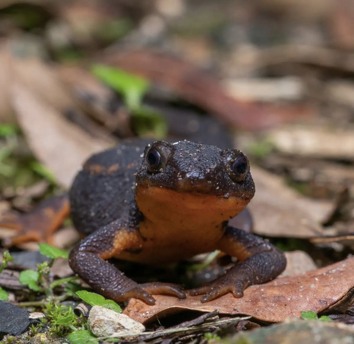 Japanese Fire-Bellied Newt