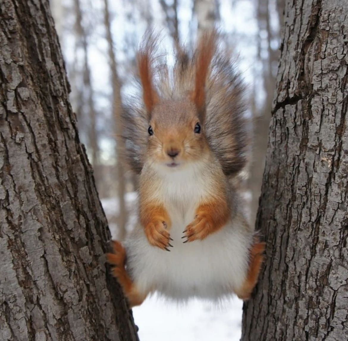 Japanese Flying Squirrel