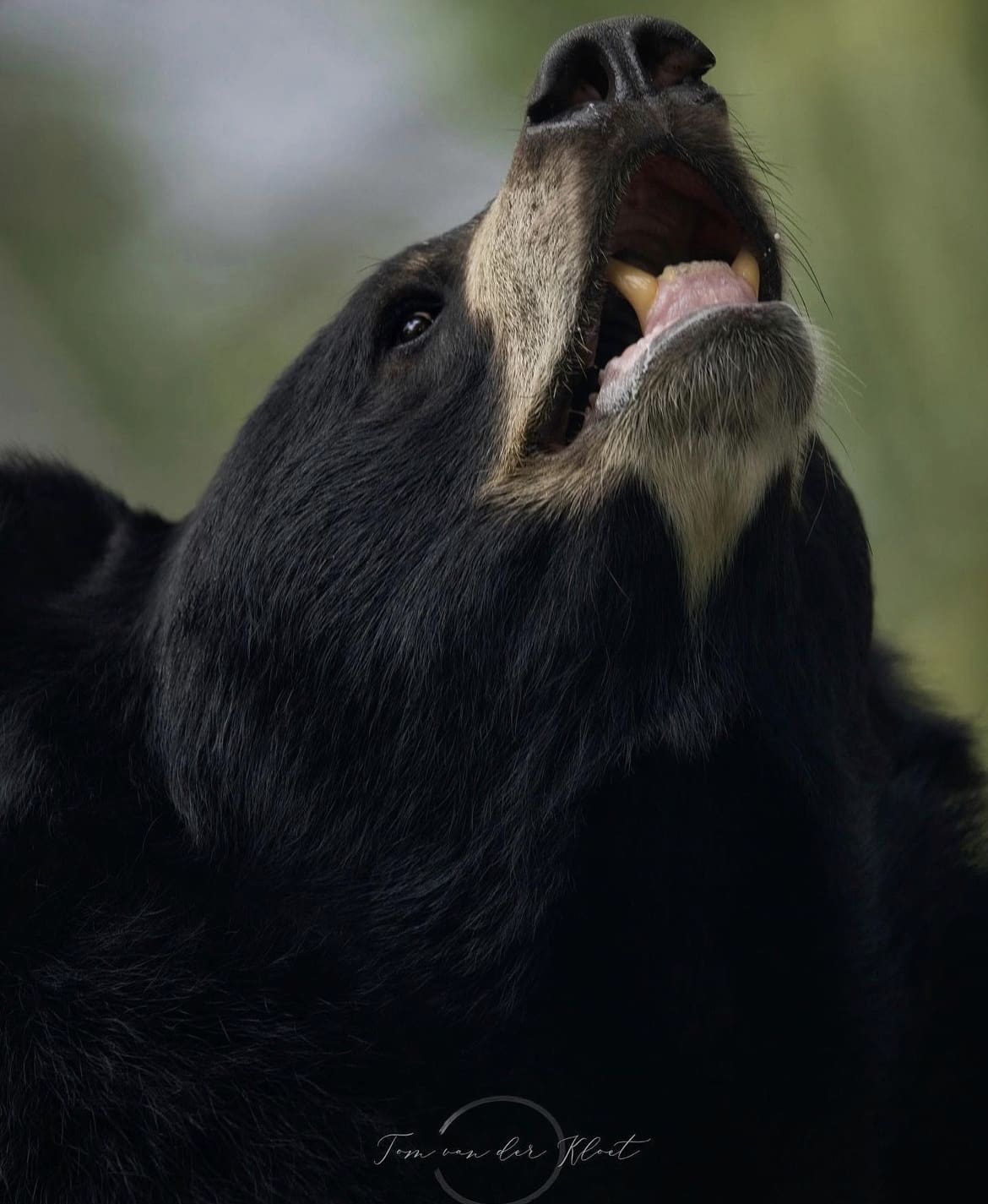 Asiatic Black Bear