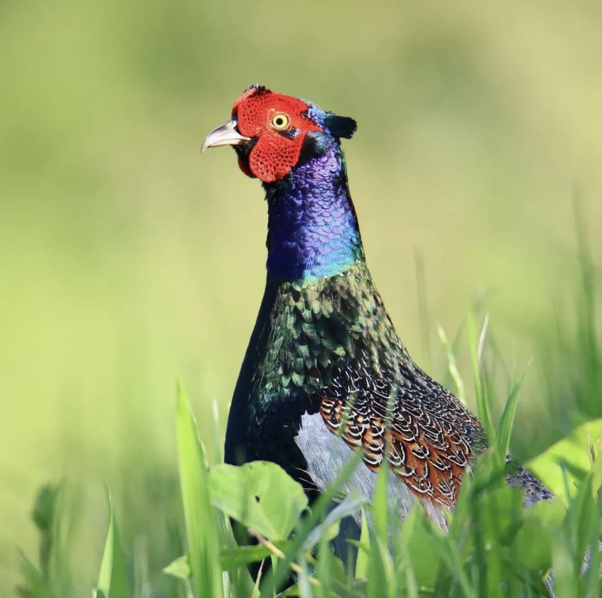 Green Pheasant