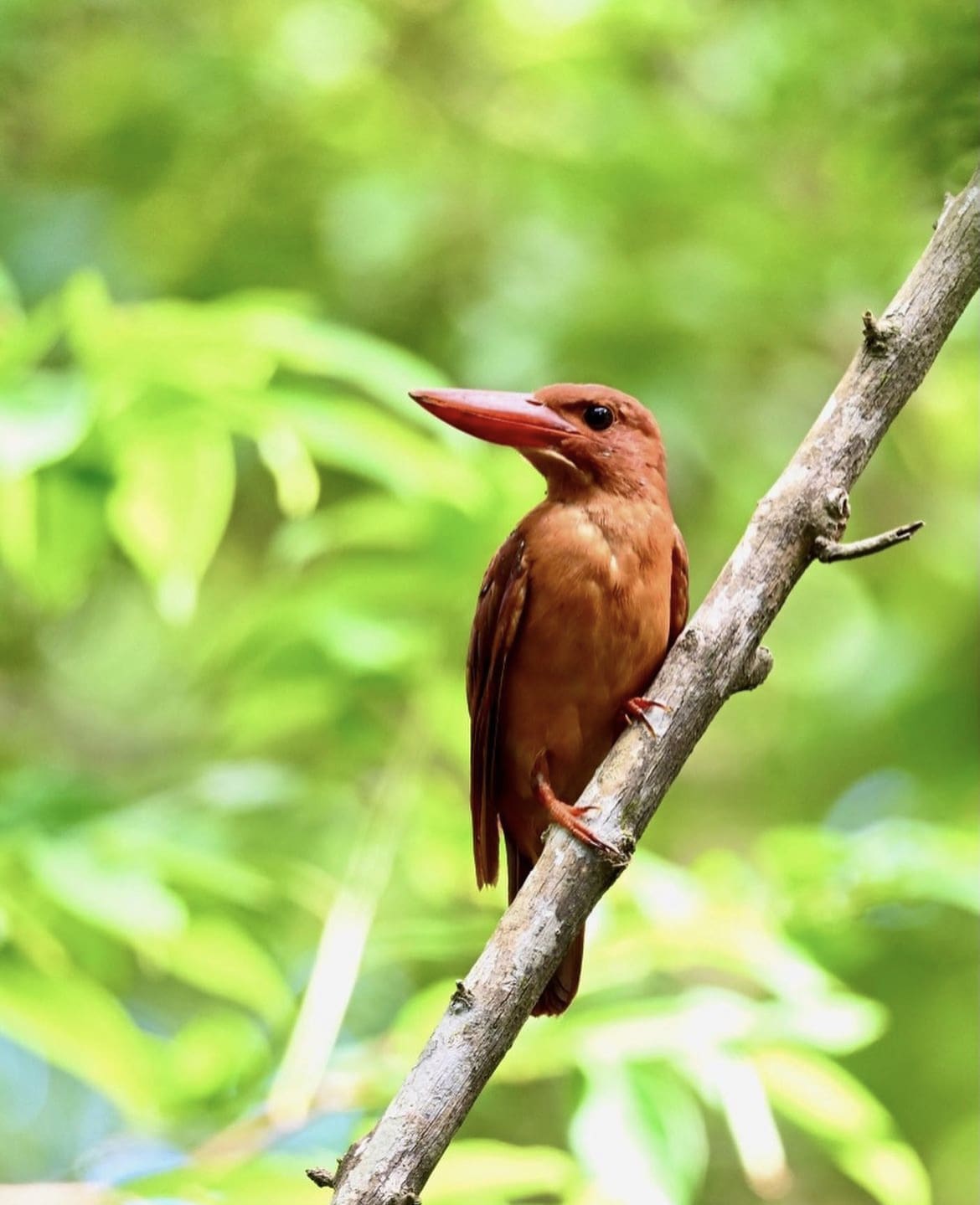 Ryukyu Kingfisher