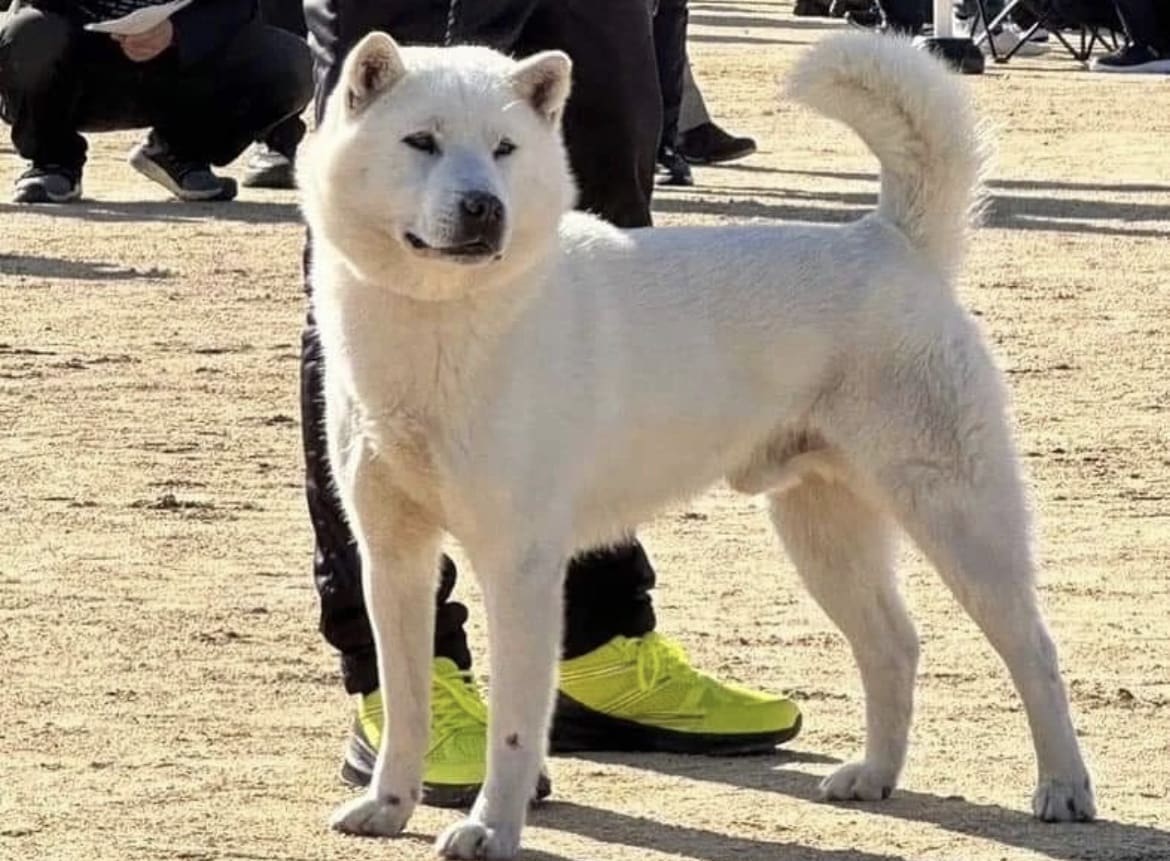 Kishu Ken, Animals in Japan