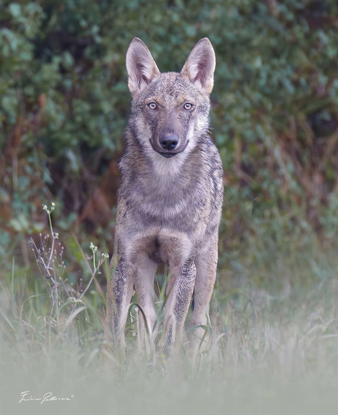 Appenine Wolf, Italy