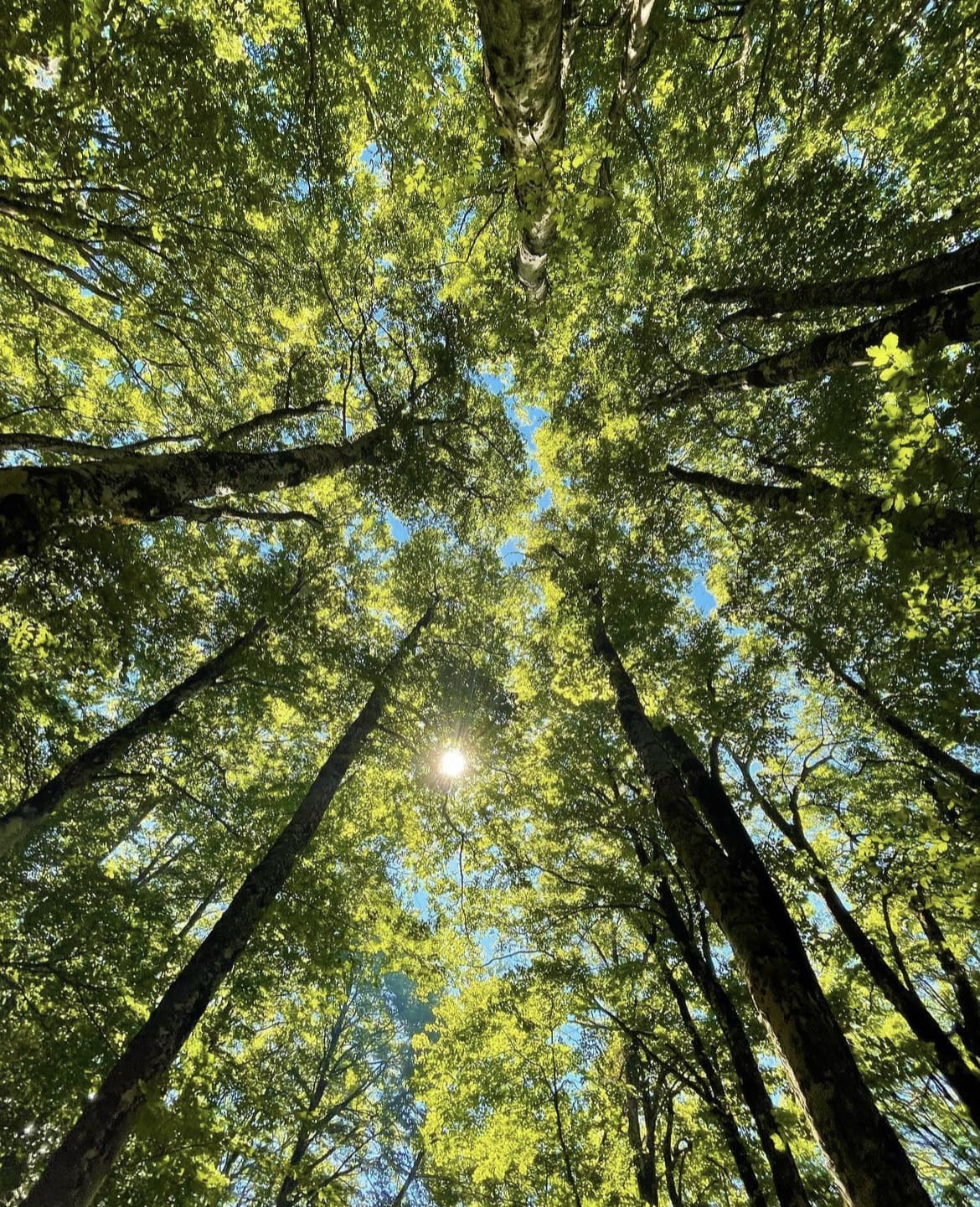 Aspromonte National Park