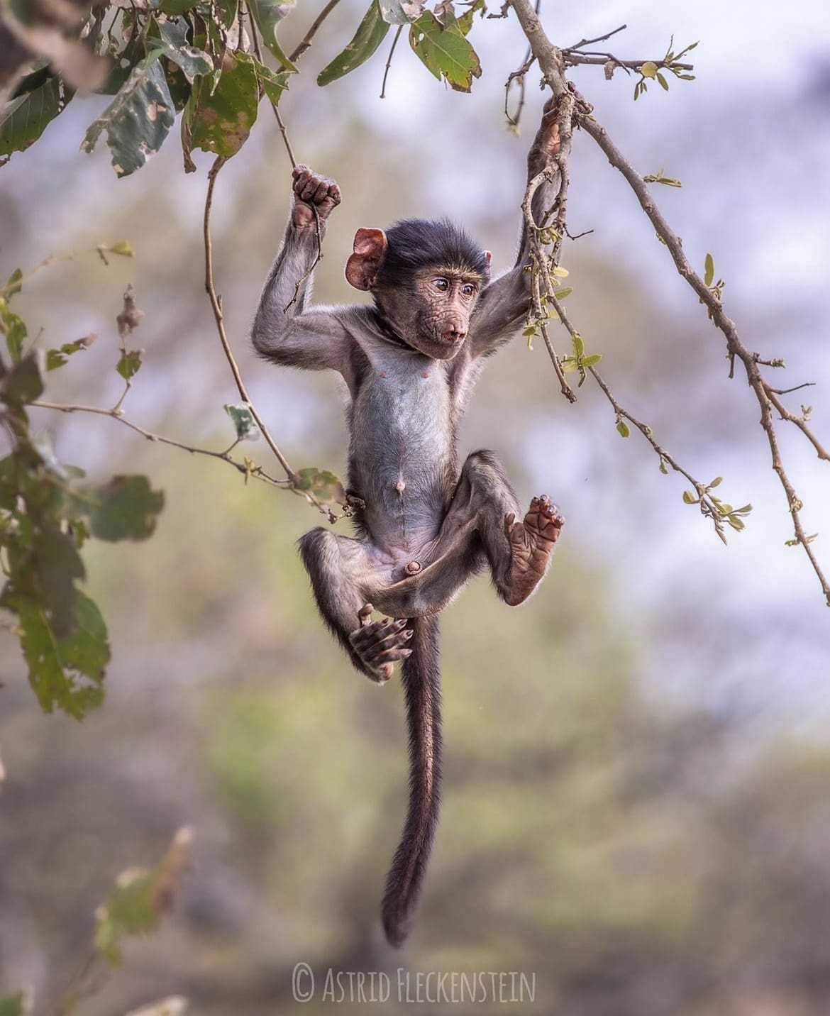 playful baby baboon