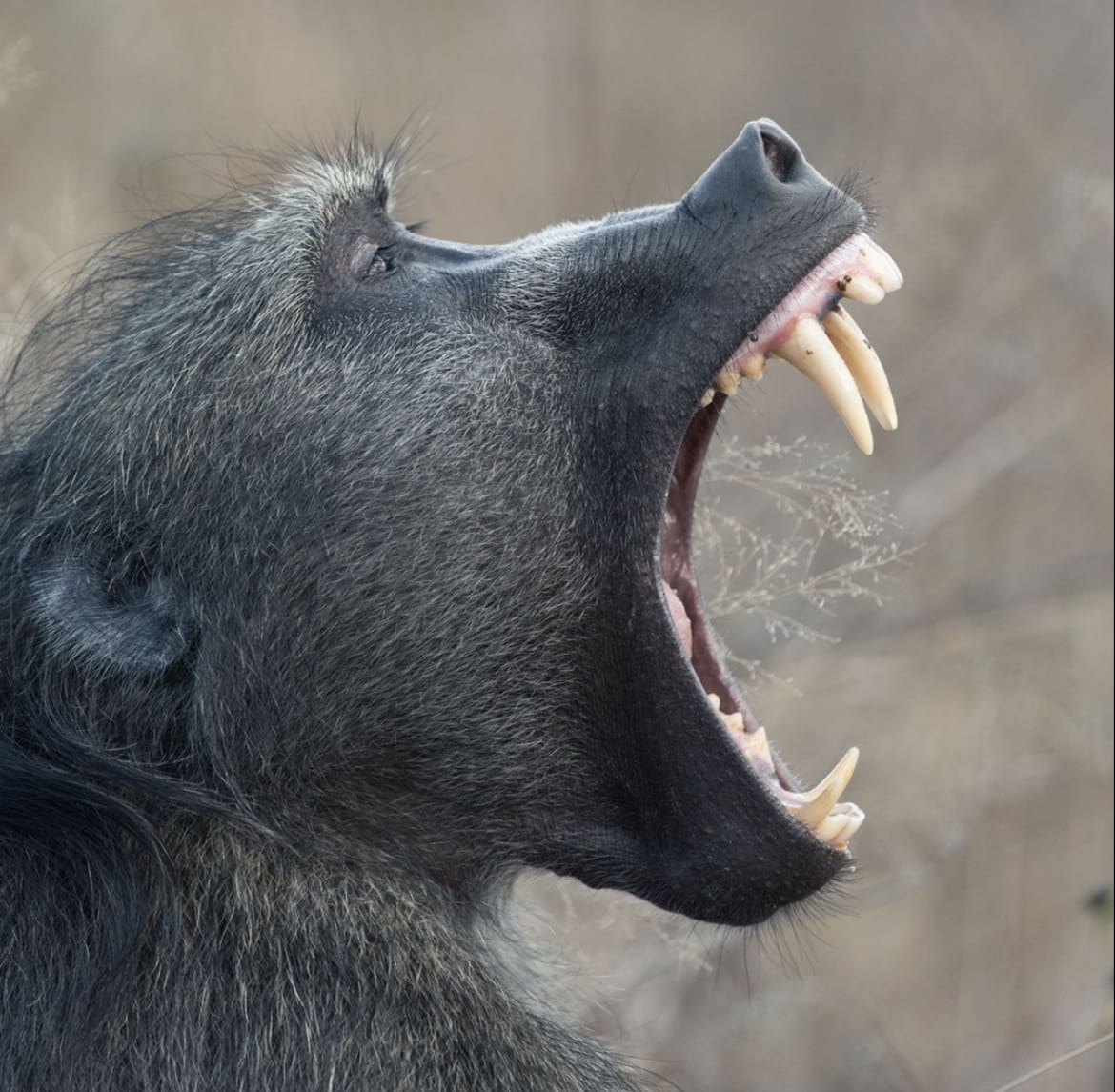 Baboon showing off it's large teeth