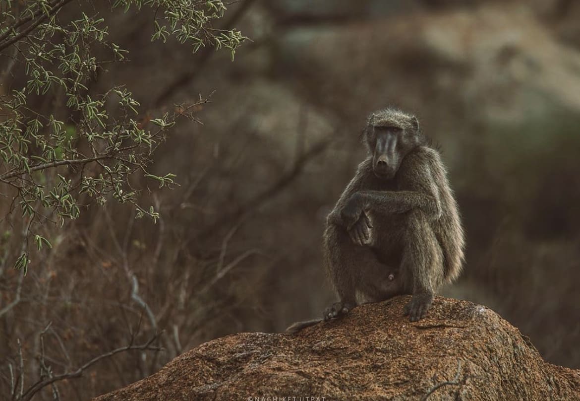 baboon sitting on a rock