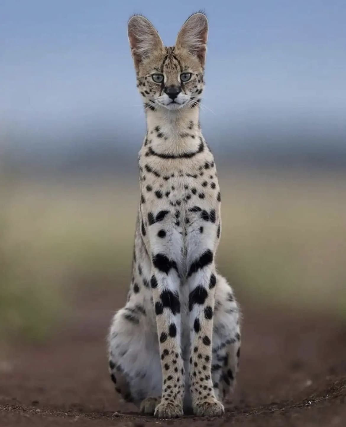 The Serval Cat