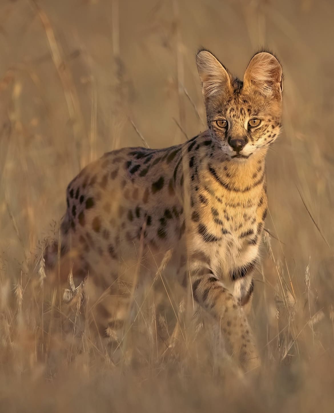 African savannah cat in the long grass