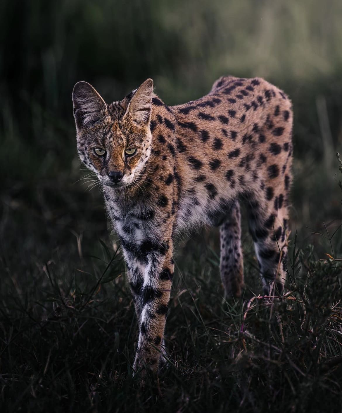 African Savannah Cat