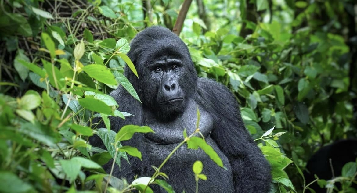 Gorilla in the jungle