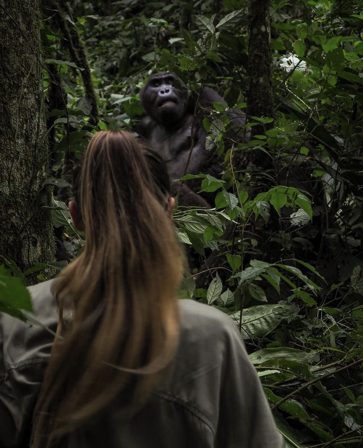 Trekking with gorillas in Uganda
