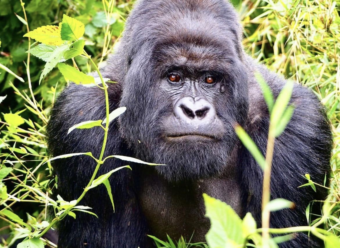 Ape in Volcanoes National Park