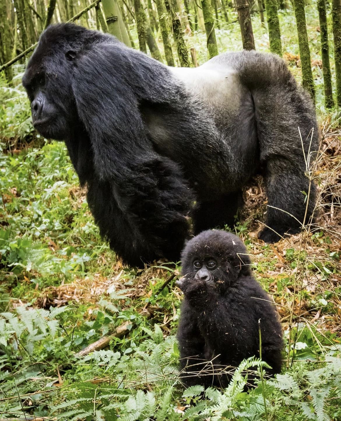 Silverback gorilla and baby
