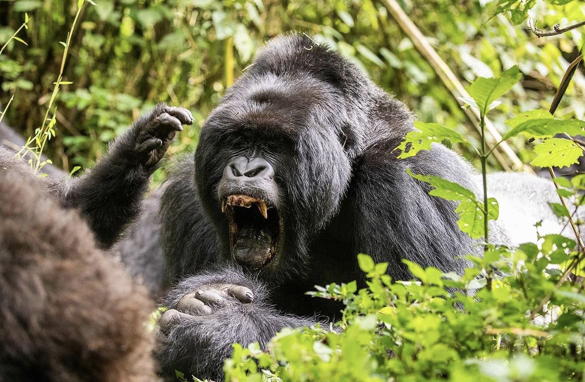 Gorilla showing off it's teeth while yawning