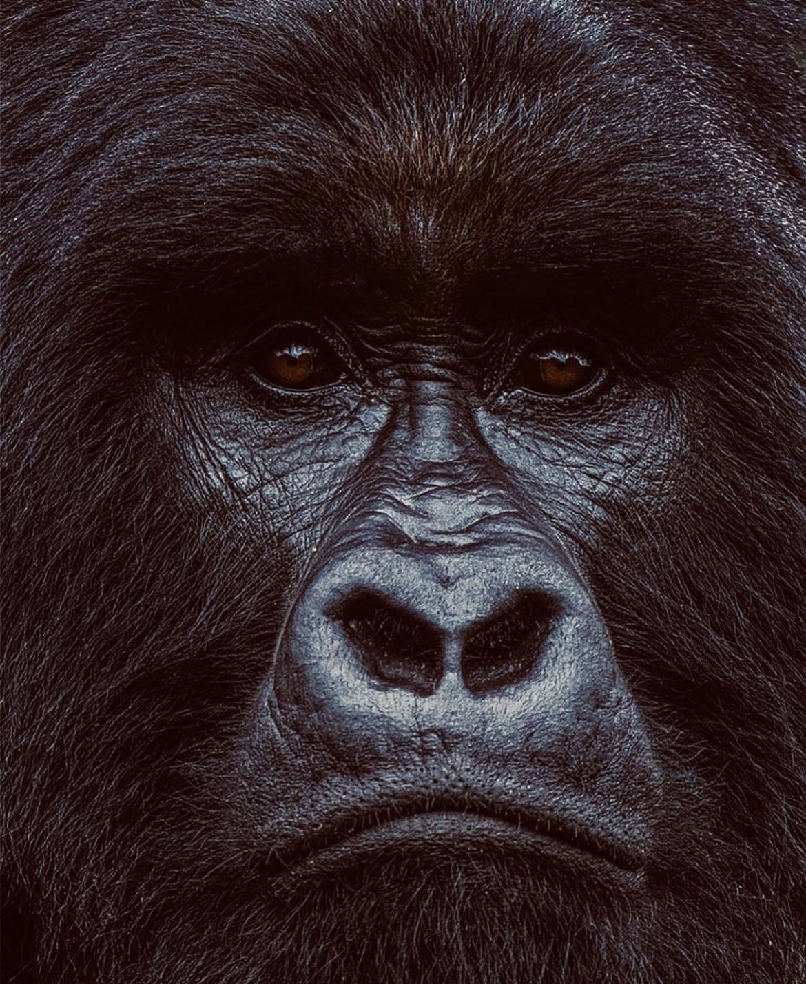 Mountain gorilla closeup
