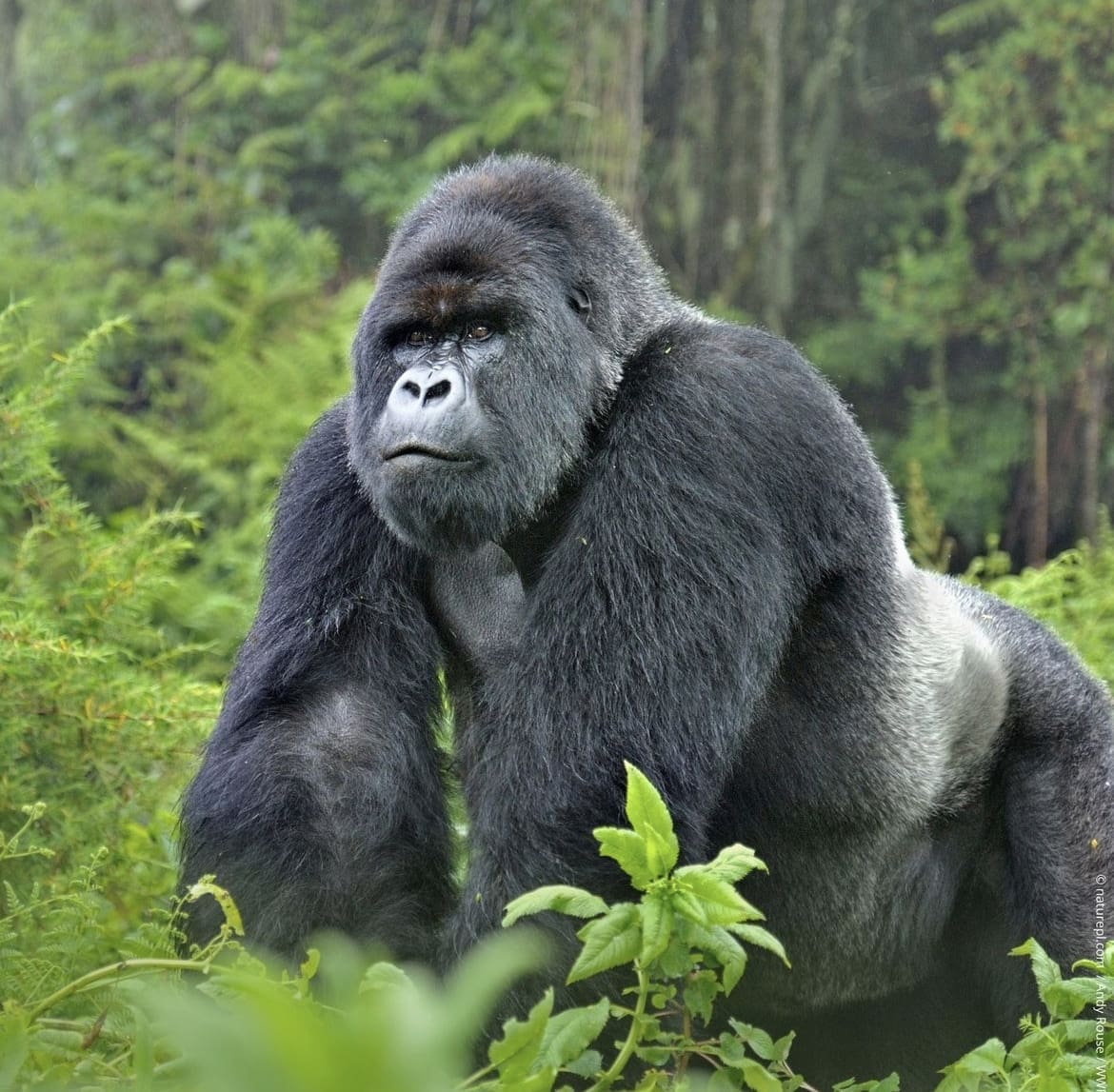 Silverback