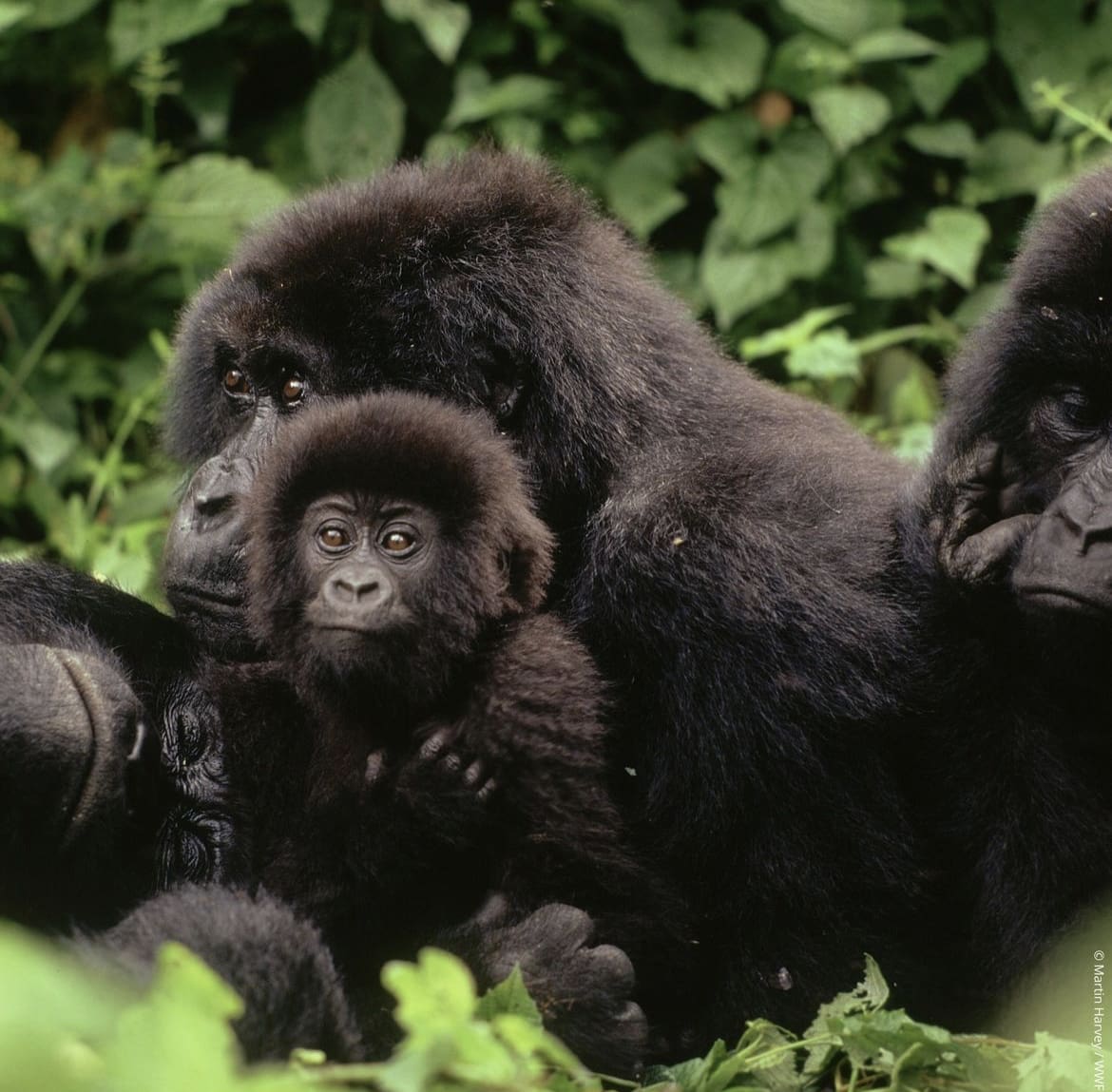 Baby gorilla in the troop