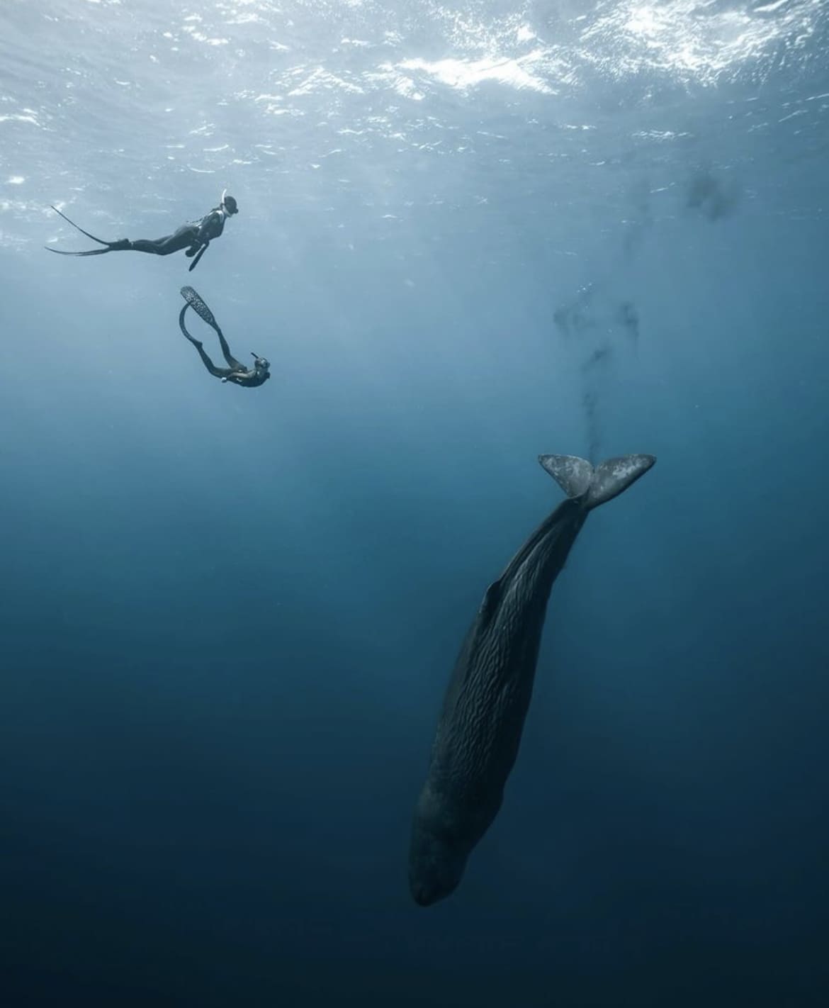 Diving with sperm whales