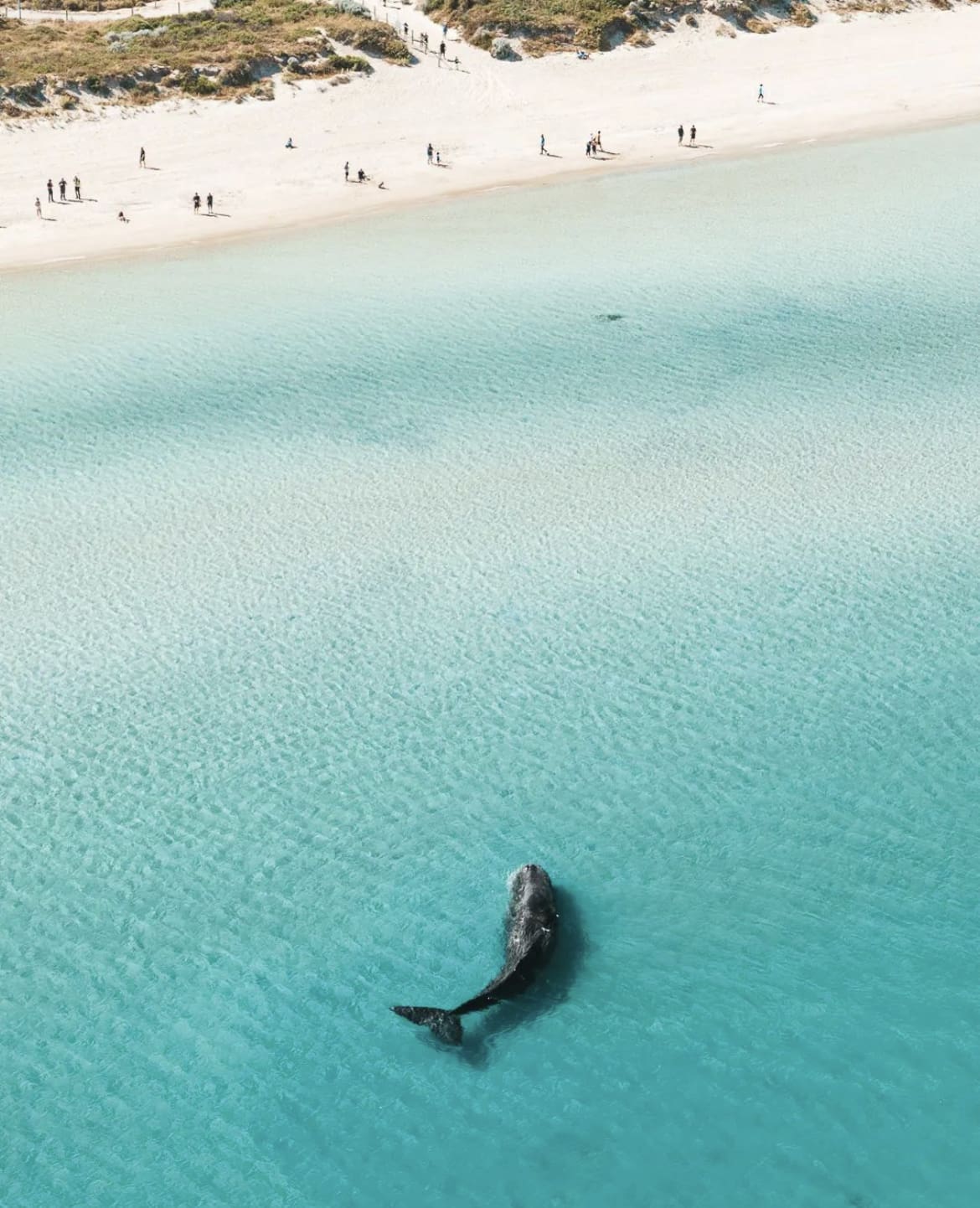 Sperm whale near the coast in Australia