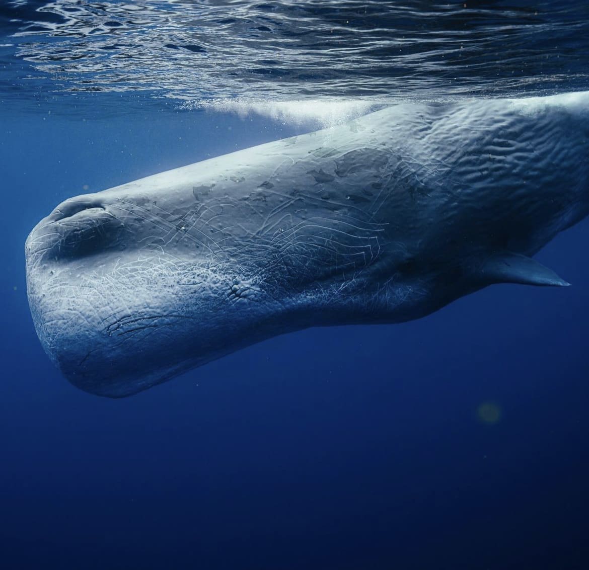 Scarred sperm whale