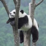 Get To Know The Panda
